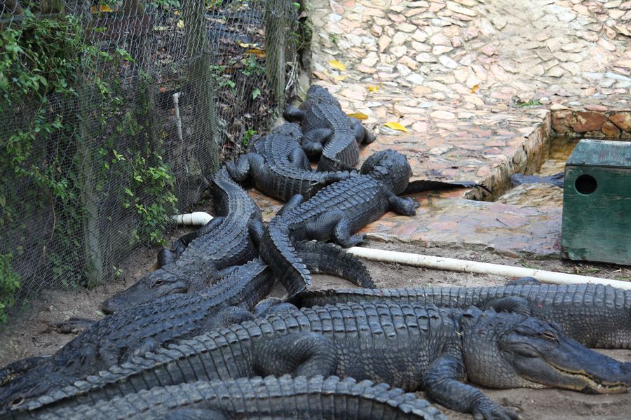 Everglades.Krokodil04