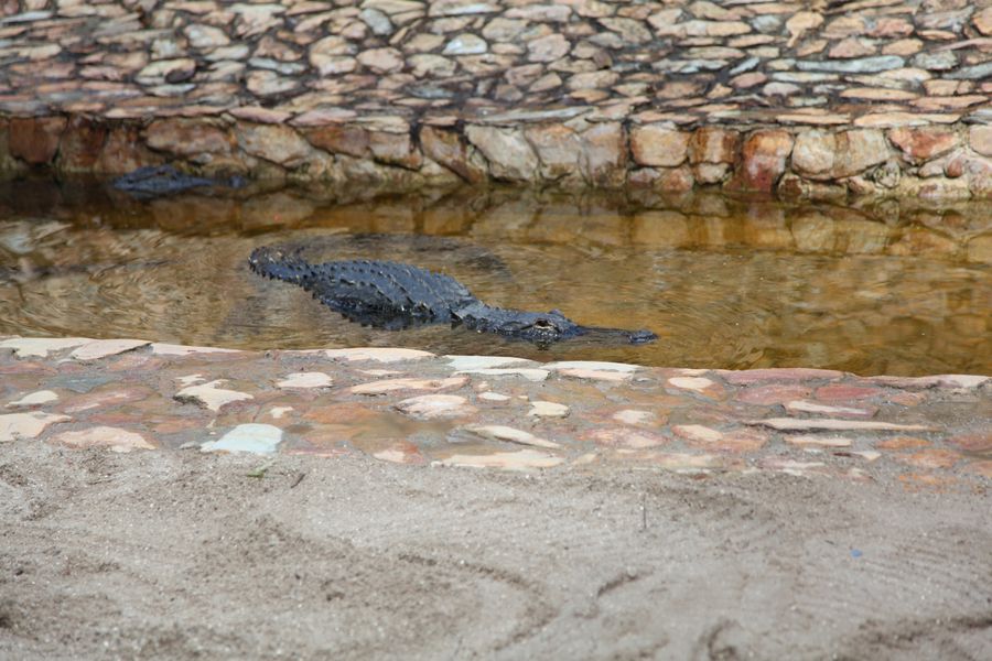 Everglades.Krokodil08