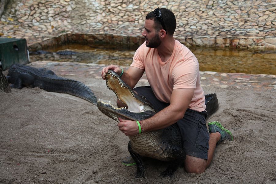 Everglades.Krokodil18