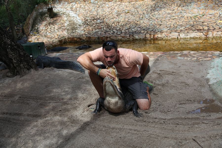 Everglades.Krokodil26