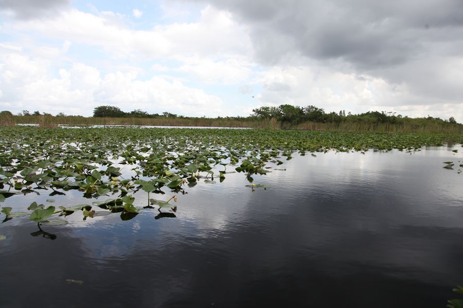 Everglades43